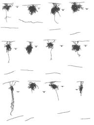 thumnail for Binder2.pdf
