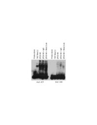 thumnail for 1471-2105-12-62-S5.PDF