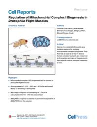 thumnail for Regulation of Mitochondrial Complex I Biogenesis in Drosophila Flight Muscles.pdf