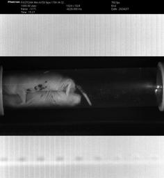 thumnail for Supplementary Video 5_ High-speed video of tube test for dominance.m4v