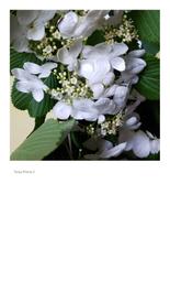 thumnail for https:_medicalhealthhumanities_com_2021_01_22_pillows_2023_11_7_6_25_09_AM.pdf