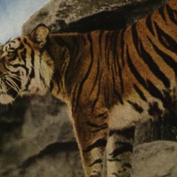 Malay Tiger "Princeton...