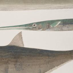 Group of Five Fish from the...