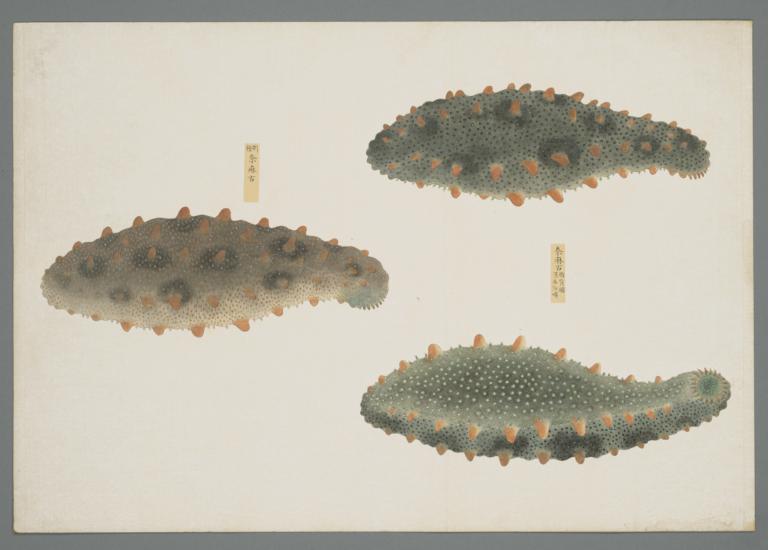 Group of Two Fish, One Showing Two Views, from the Shurin Tekagami (Illustrated Book of Fishes)
