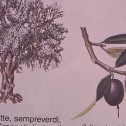 Illustration of olive tree ...