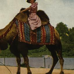 Riding Animal. Camel. New Y...