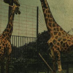 Giraffes New York Zoologica...