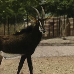 Sable Antelope New York Zoo...