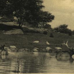 Elk or Wapiti Deer Bathing....
