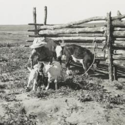 Calves and Goat Kids outsid...