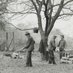 Men Clearing Land
